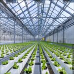 hydroponic Agriculture